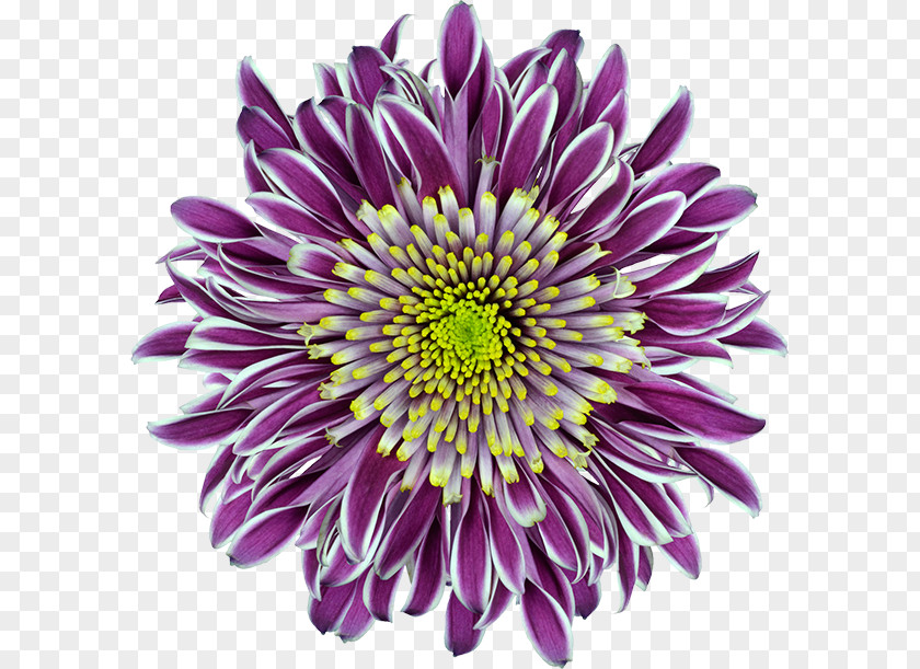 Chrysanthemum Purple Innovation Flower PNG