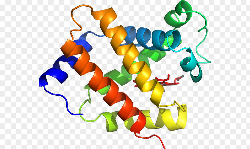 Deoxygenated Hemoglobin Molecule Domain Of A Function Name .info New York City .edu PNG