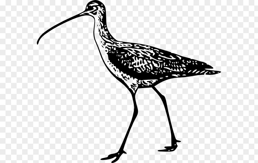 Dove Illustrator Bird Line Art Drawing Clip PNG