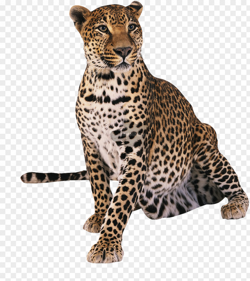 Leopard Cheetah Tiger T-shirt PNG