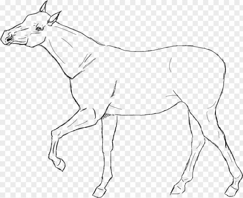 Lineart Line Art American Quarter Horse Racking Drawing PNG