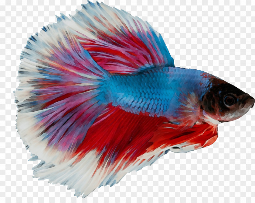 Siamese Fighting Fish Cat Aquarium Color PNG