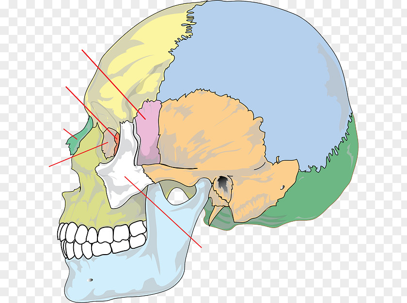 Skull Headache Migraine Symptom Acupressure PNG