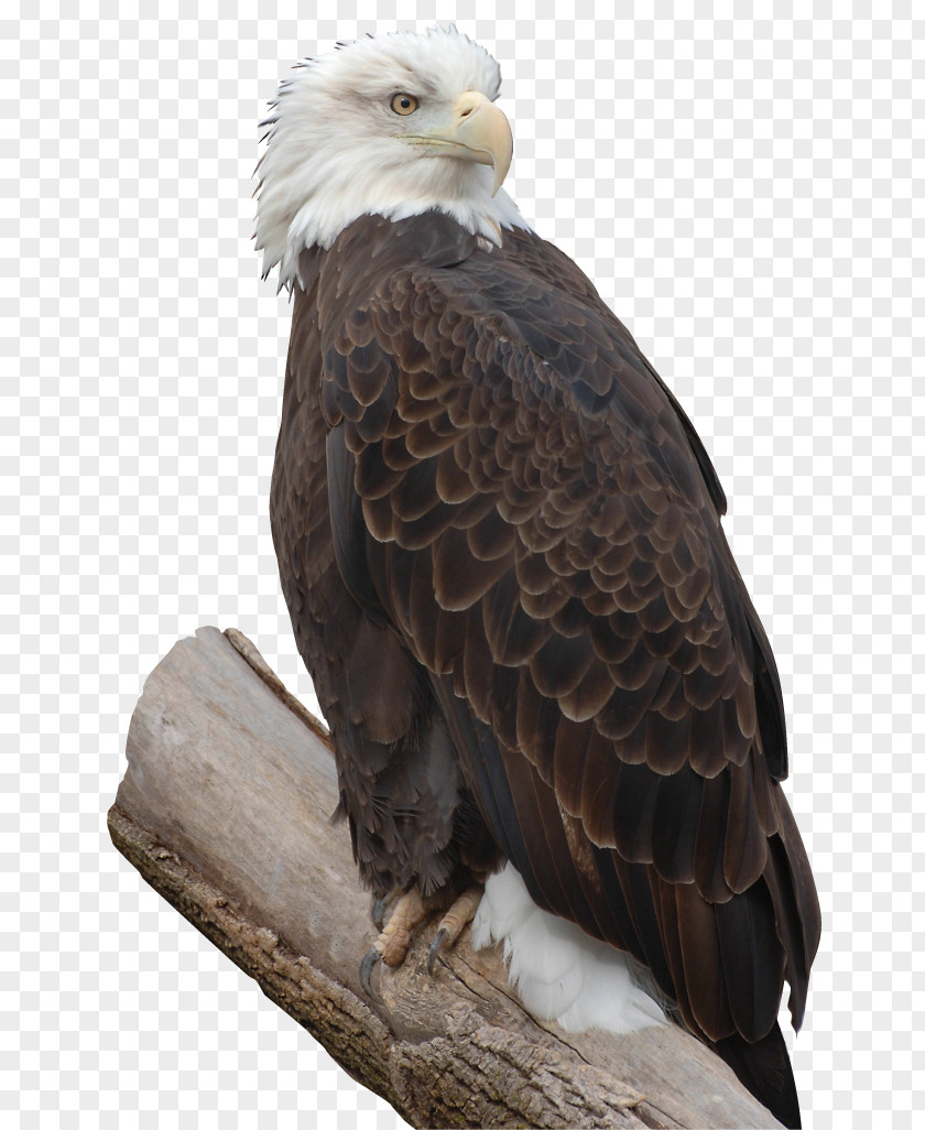 Eagle Bald Bird Of Prey Accipitriformes PNG