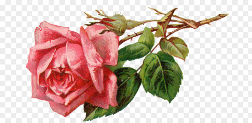 English Rose Pink Clip Art PNG