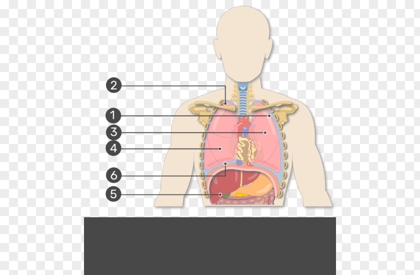 Show Yourself Human Right Lung Pleural Cavity Oblique Fissure Anatomy PNG