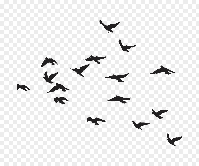 Bird Goose Flock PNG