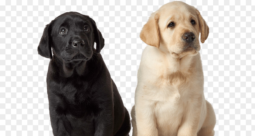 Black And White Dog Labrador Retriever Puppy Breed Golden Companion PNG