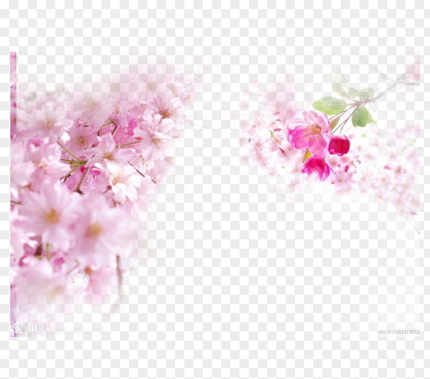 Cherry Blossoms National Blossom Festival Pink PNG