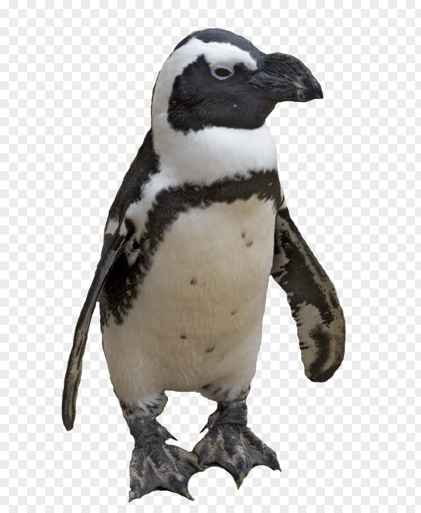 Penguin Image Computer File PNG