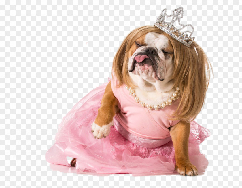 Pug Wearing A Wedding Dress Bulldog Puppy Stock Photography Costume Royalty-free PNG