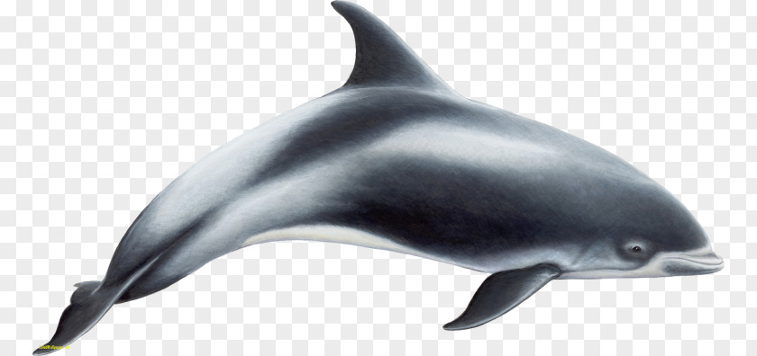 Dolphin White-beaked Short-beaked Common Toothed Whale Porpoise PNG