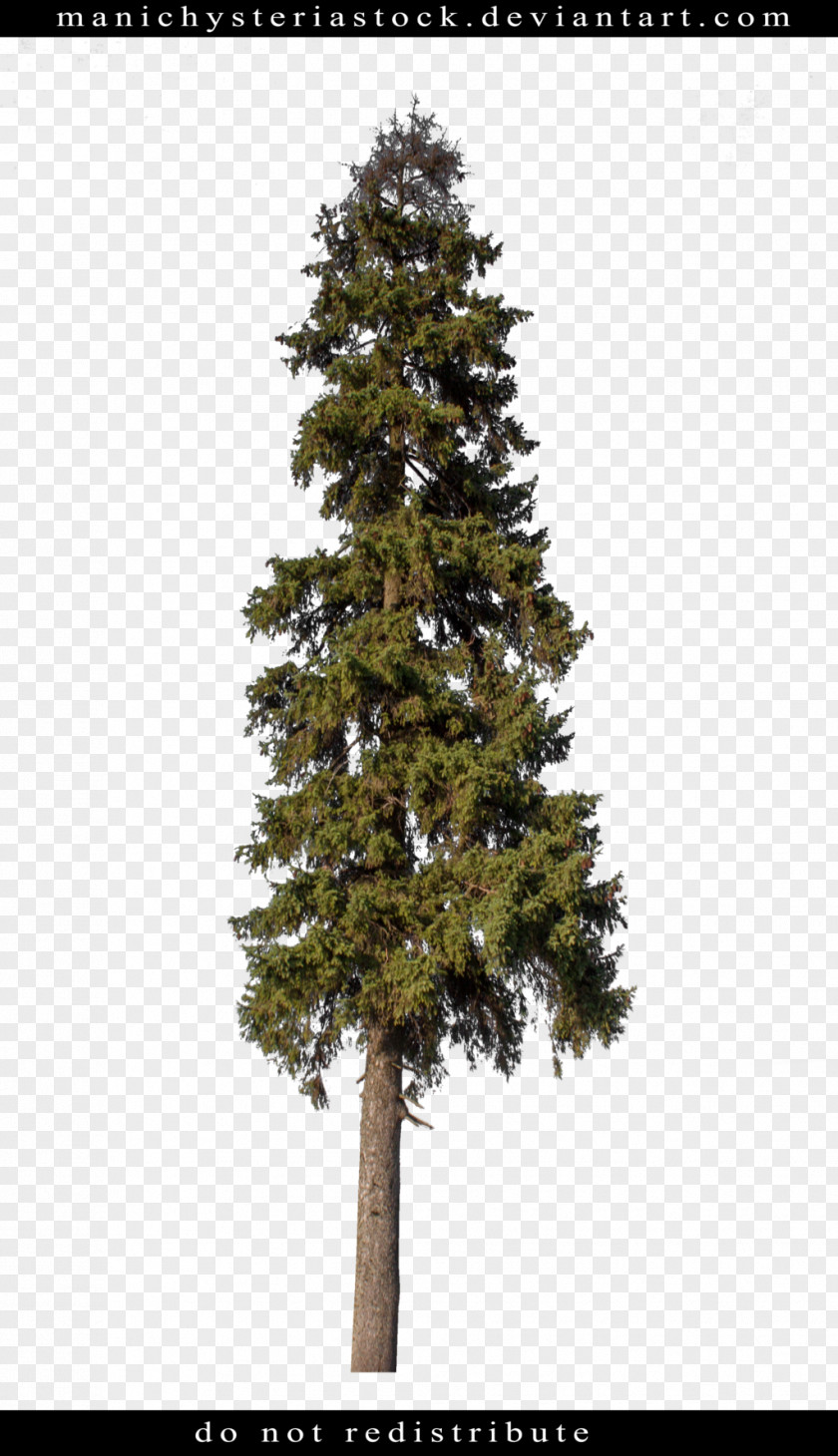 Fir-tree Spruce Pine Fir Tree Plant PNG