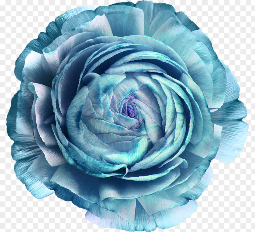 Flower Garden Roses Blue Rose Cut Flowers PNG