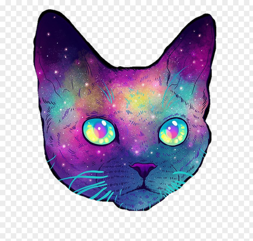 Kitten Felidae Devon Rex Savannah Cat Desktop Wallpaper PNG