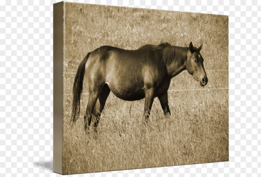 Mustang Mare Stallion Pack Animal Freikörperkultur PNG