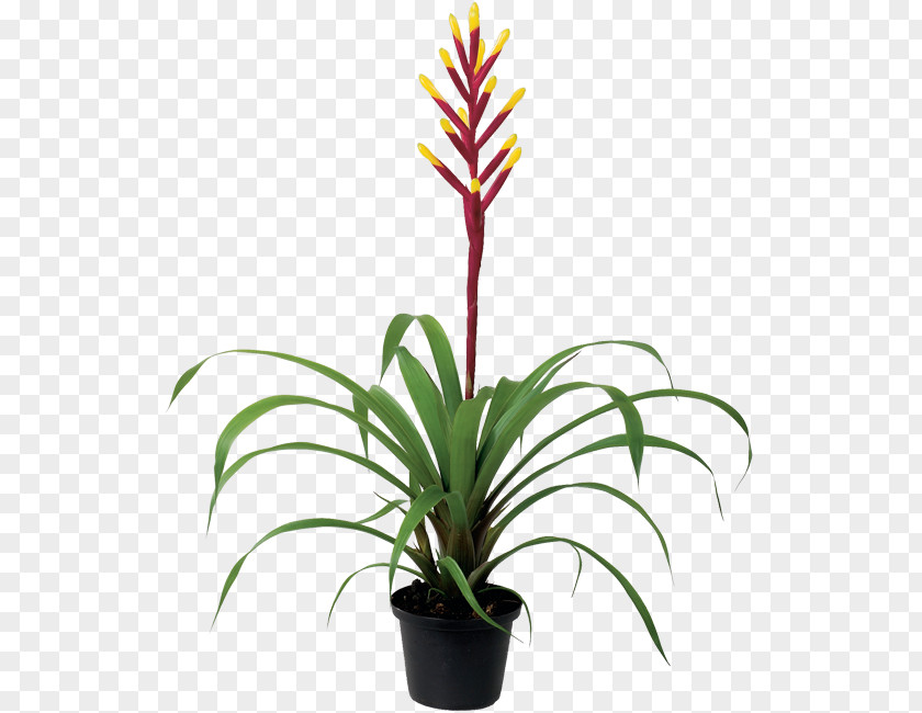Bromeliaceae Grass Flowers Background PNG