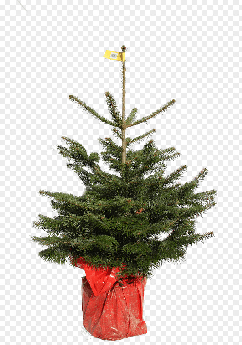 Christmas Tree Day Natural Nordmann Fir PNG