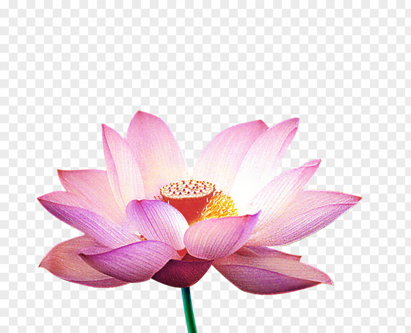 Closeup Lotus Nelumbo Nucifera Falun Gong Close-up PNG
