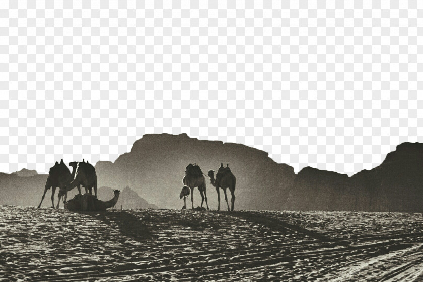 Desert Camel Black And White Background Gulf Of Aqaba Jerash Wadi Musa PNG