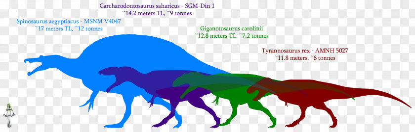 Dinosaur Giganotosaurus Size Carcharodontosaurus Mapusaurus Tyrannosaurus PNG