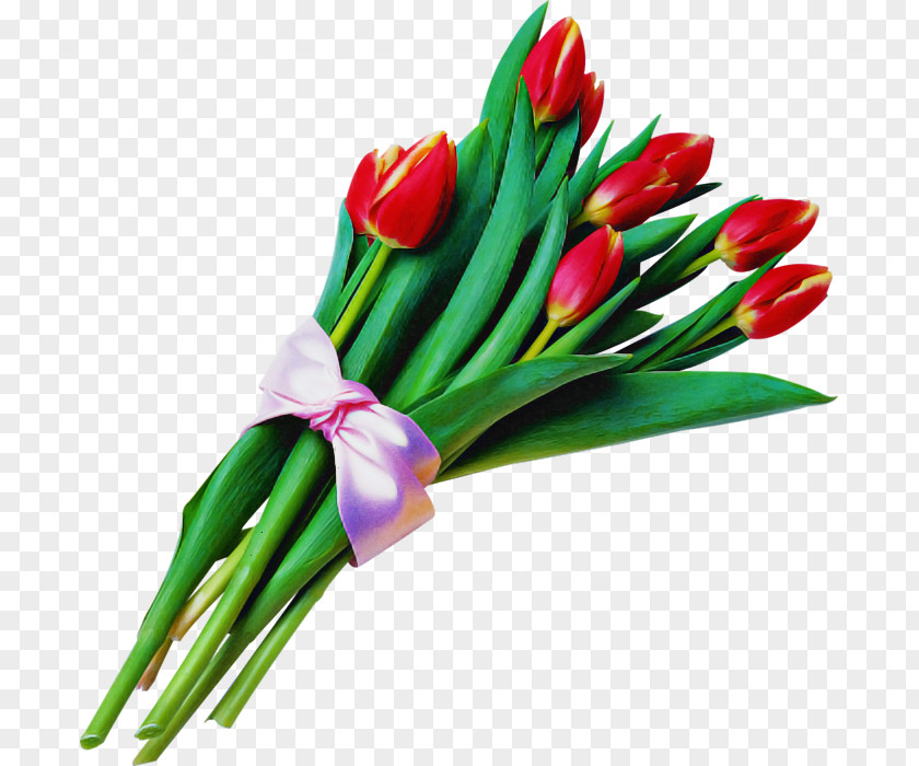 Flower Tulip Plant Cut Flowers Bouquet PNG