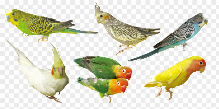 Green Parrot Bird Download PNG