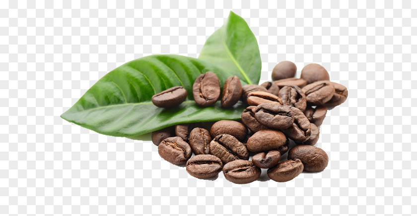 Leaves And Coffee Beans Kona Espresso Tea Bean PNG
