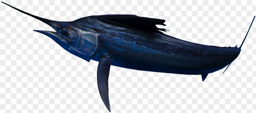 Seawater Fish Swordfish True Tunas Marlin Marine Biology Dolphin PNG