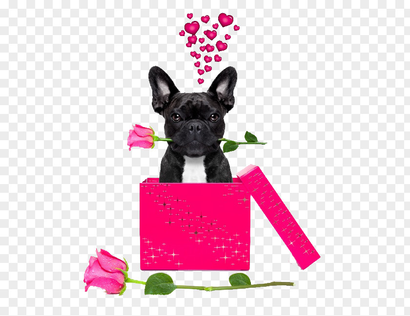 Valentine's Day Gift Ideas French Bulldog Chihuahua Boxer Pug PNG