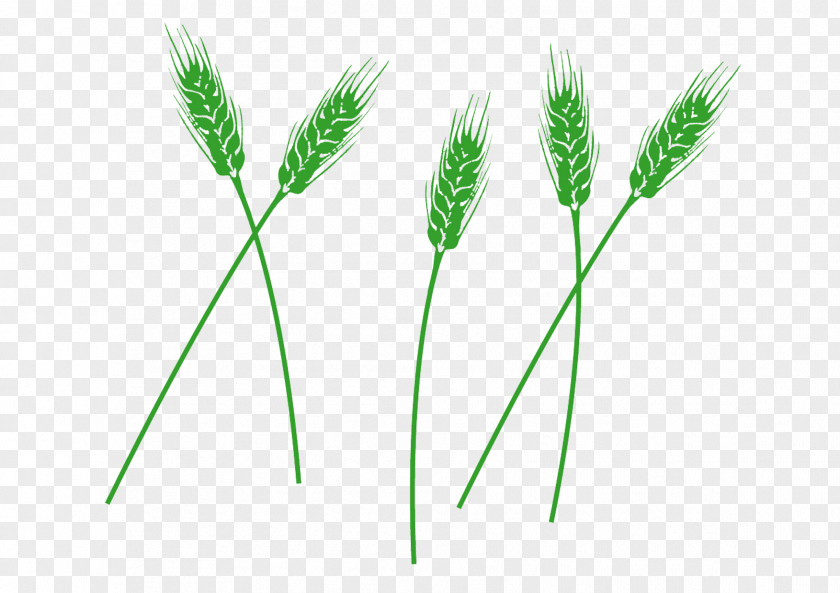 A Few Of Green Barley Beer Wheat PNG
