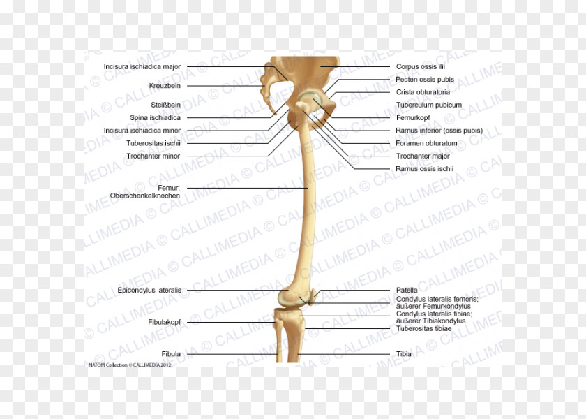 Artrosis De Rodilla Bone Shoulder Knee Femur Hip PNG