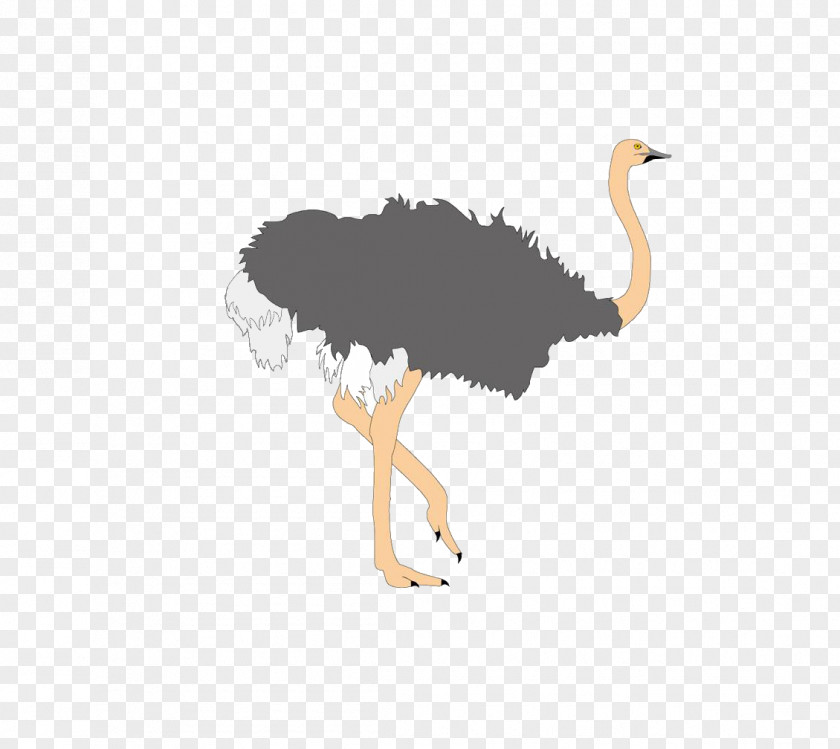 Ostrich Common Bird Cartoon PNG