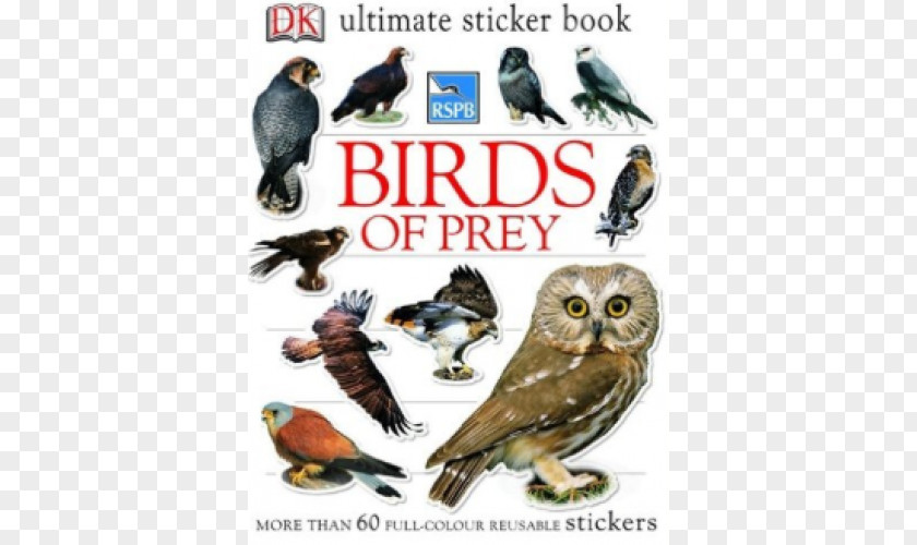 Owl Bird Of Prey Beak Book PNG