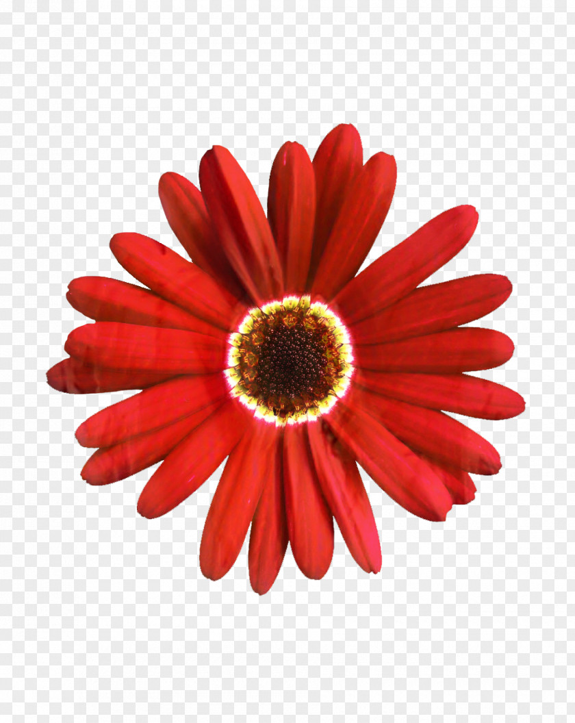 Transvaal Daisy Cut Flowers Close-up Petal PNG