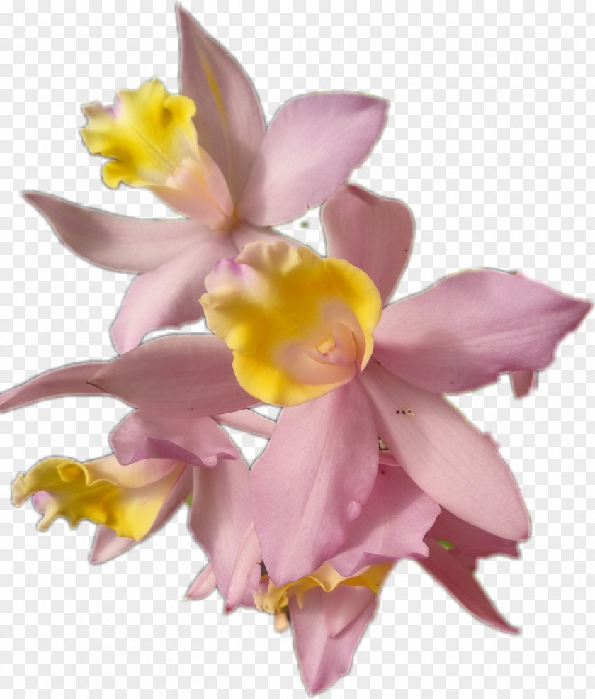 Wildflower Moth Orchid Lily Flower Cartoon PNG