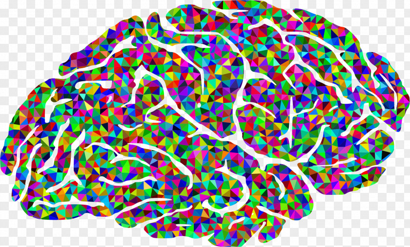 Brain Human Color Clip Art PNG