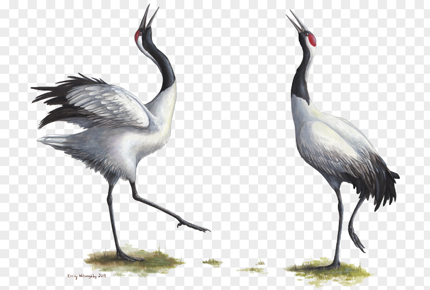 Crane Red-crowned Bird Grey Crowned Endangered Species PNG