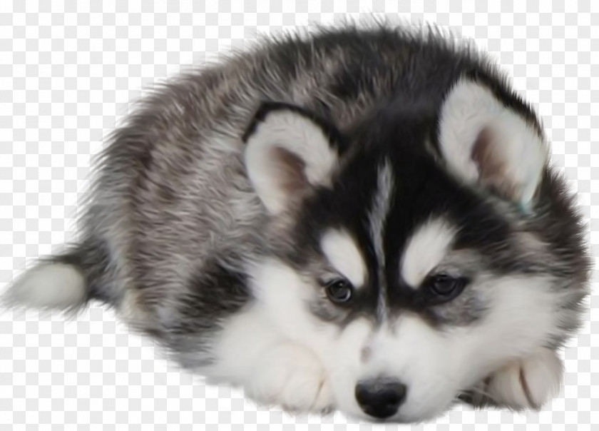 Husky Siberian Puppy Desktop Wallpaper Dog Food PNG