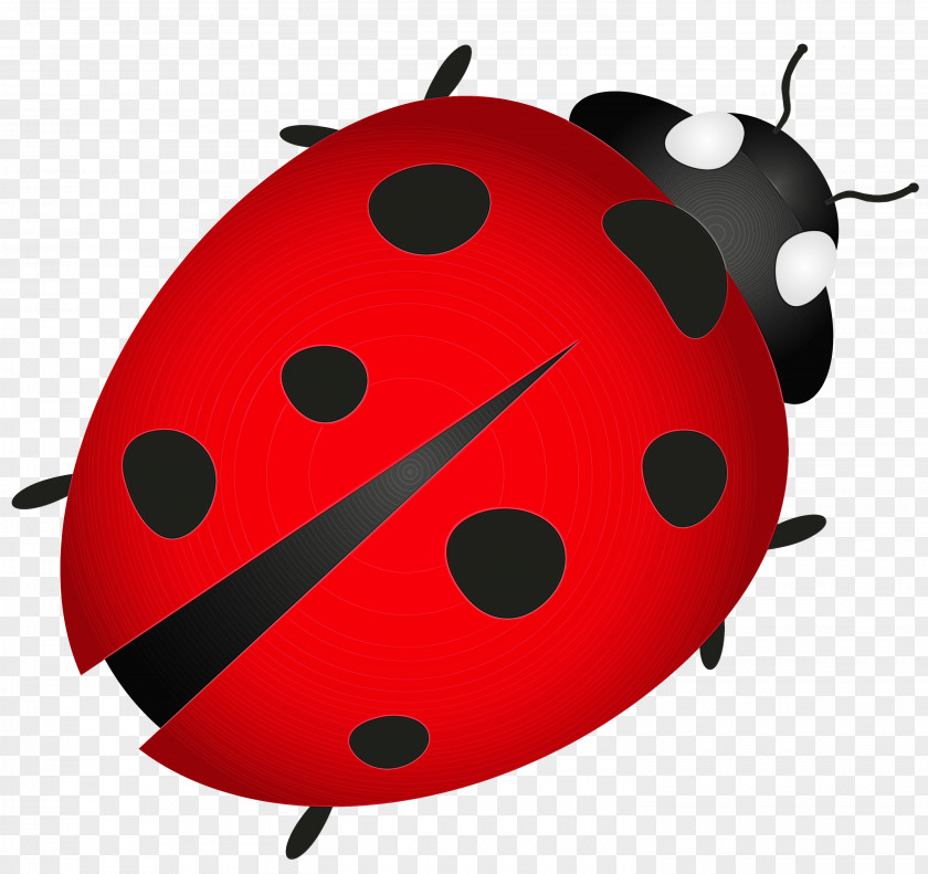 Ladybird Beetle Clip Art Drawing PNG