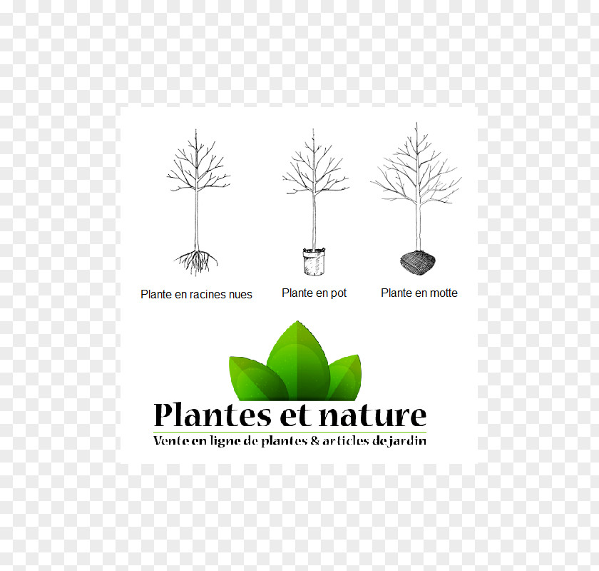 Prunier D'ente Logo Brand Tree Font Grasses PNG