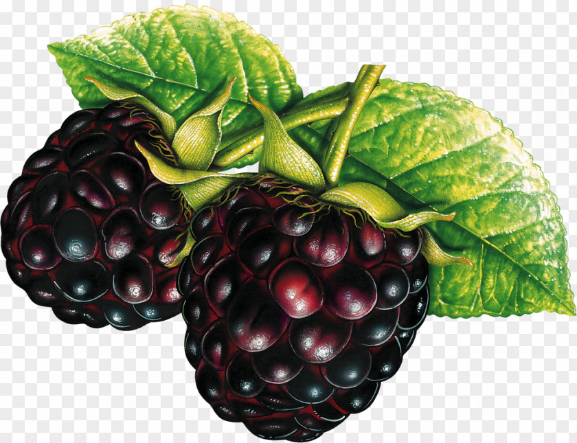 Raspberry Boysenberry Red Mulberry Accessory Fruit Baby Food PNG