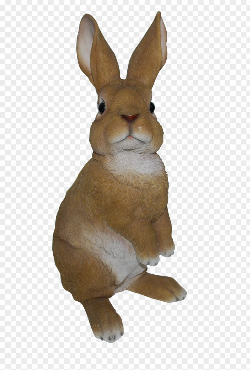 Vivid Dutch Rabbit Ornament Leporids Animal PNG
