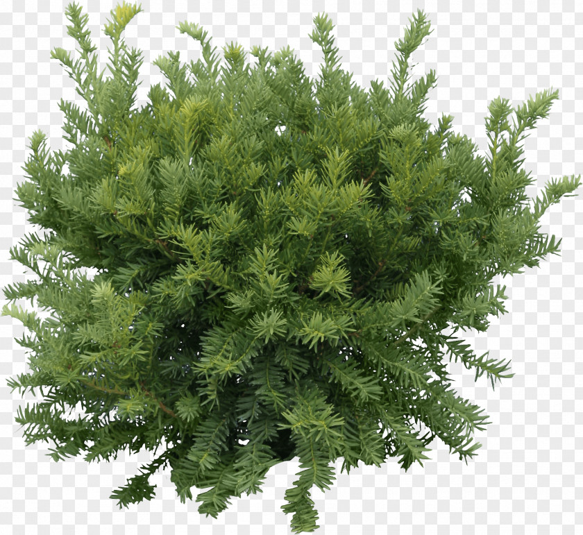Bush Fir Tree PNG Tree, green fern plant illusration clipart PNG