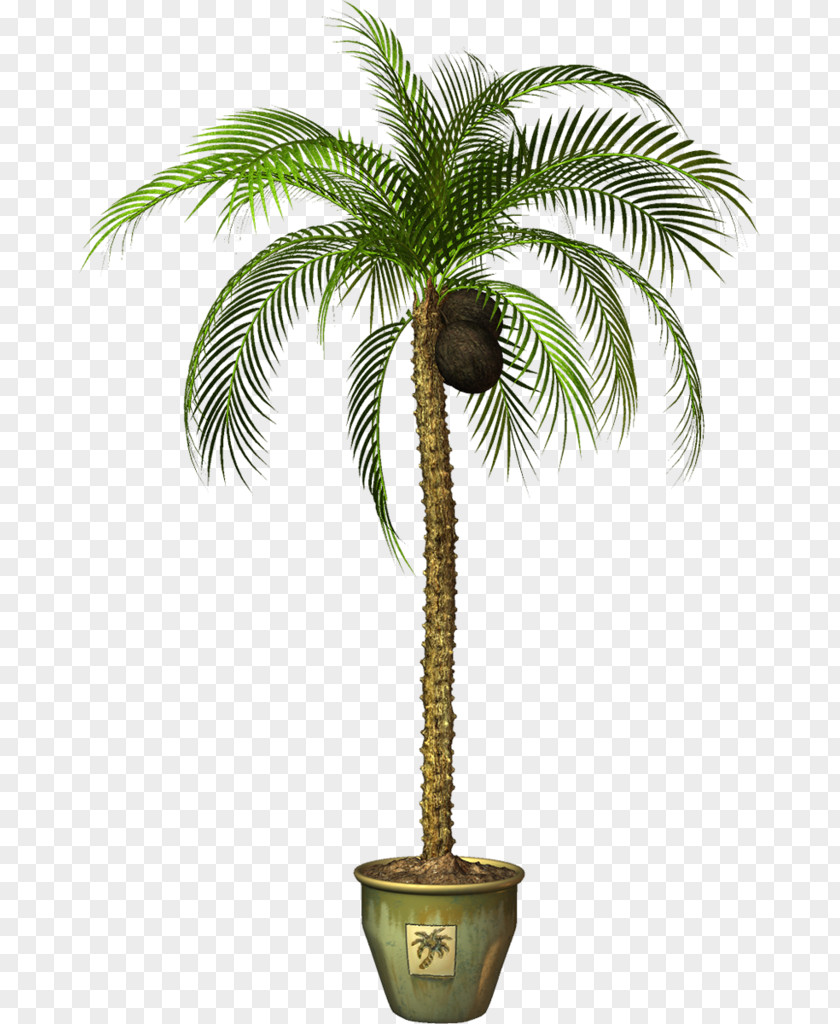Plants Asian Palmyra Palm Flowerpot Clip Art Image PNG