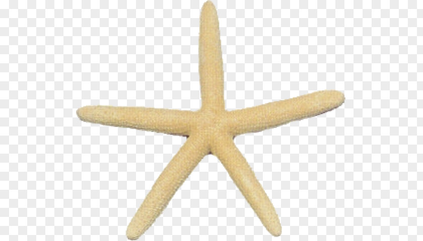 Starfish Earring Jewellery Necklace PNG