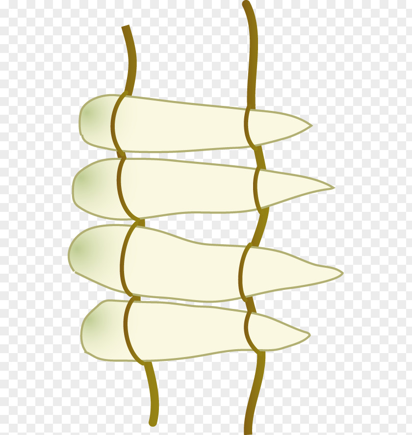 Stone Petal Line Leaf PNG