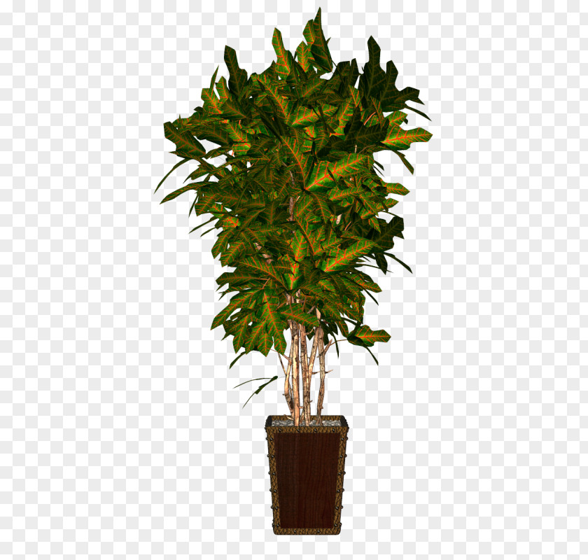 Houseplant Flowerpot Plants Palm Trees PNG