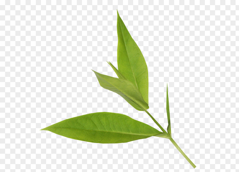 Leaf Blog Plant Stem PNG