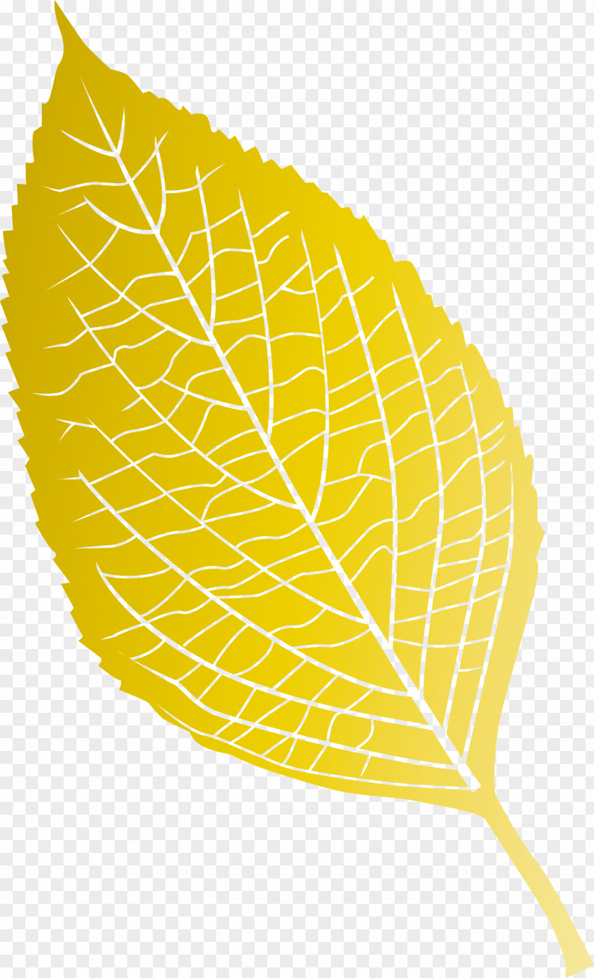 Leaf PNG